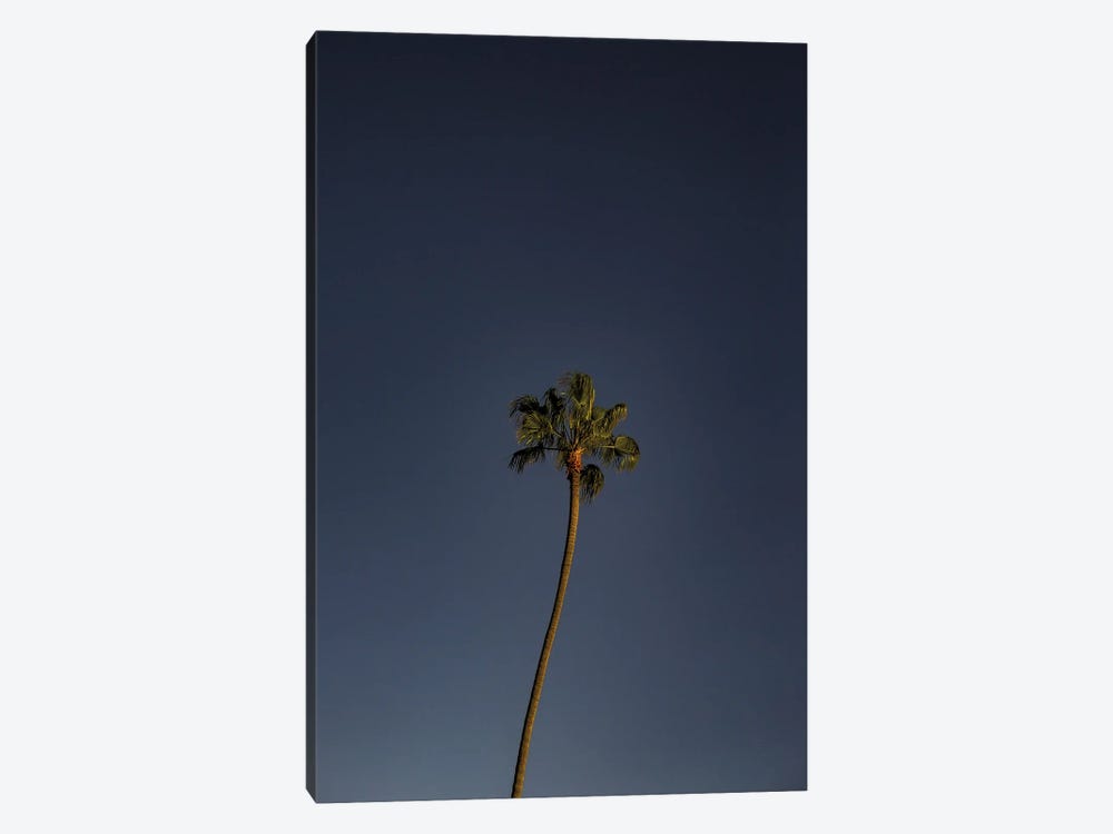 Crooked Palm by Sean Marier 1-piece Canvas Print