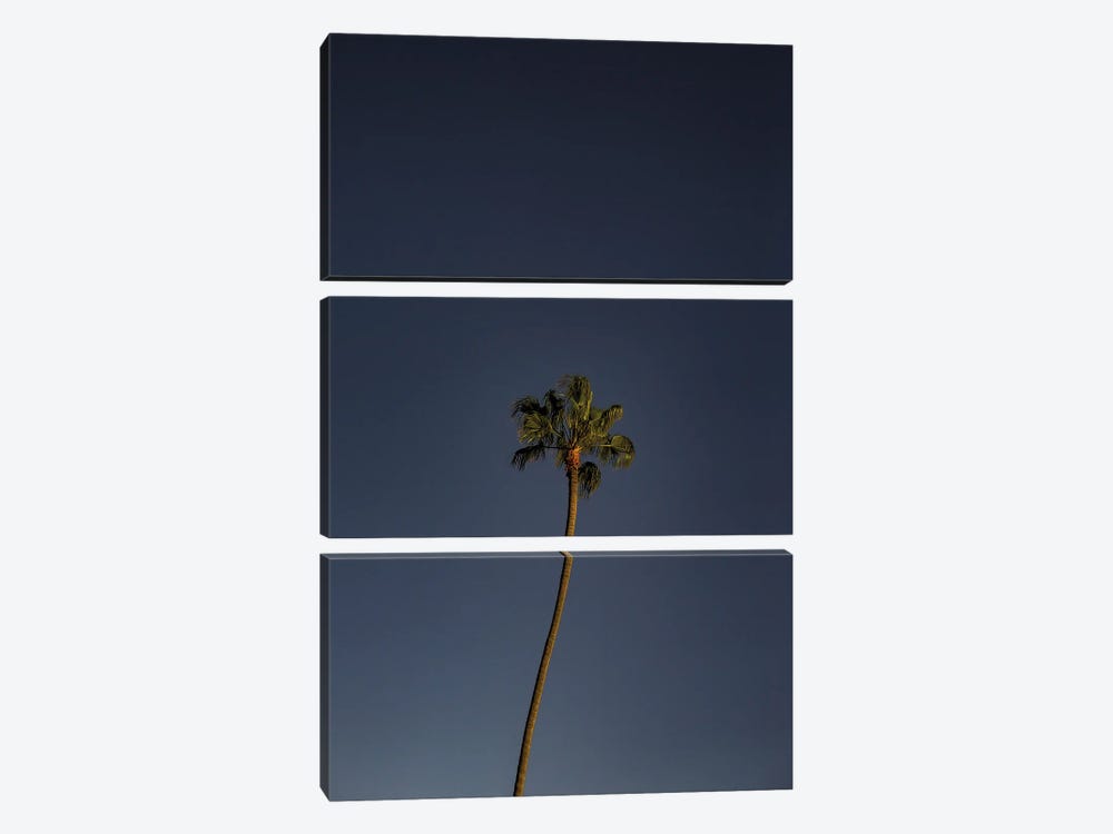 Crooked Palm by Sean Marier 3-piece Canvas Art Print