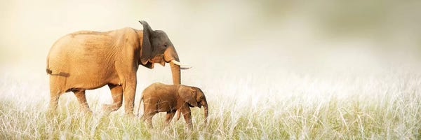Susan Richey: Mom And Baby Elephant Walking Through Tall Grass by Susan Richey