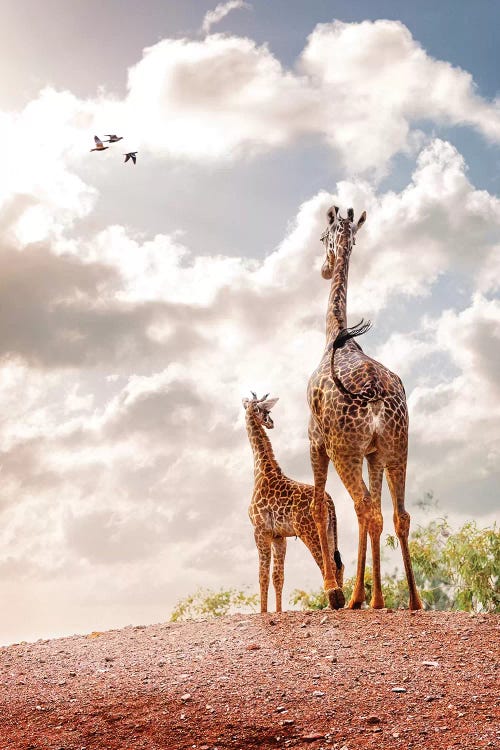 Mother And Baby Giraffe Looking Out Into Sunrise