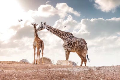Mother Showing Affection To Baby Masai Giraffe by Susan Richey art print