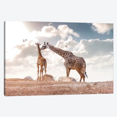 Mother Showing Affection To Baby Masai Giraffe Canvas Print #SMZ104} by Susan Richey Canvas Artwork
