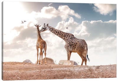 Mother Showing Affection To Baby Masai Giraffe Canvas Art Print - Susan Richey