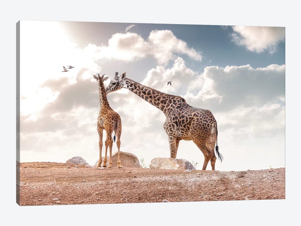 Mother Showing Affection To Baby Masai Giraffe by Susan Richey 1-piece Canvas Artwork
