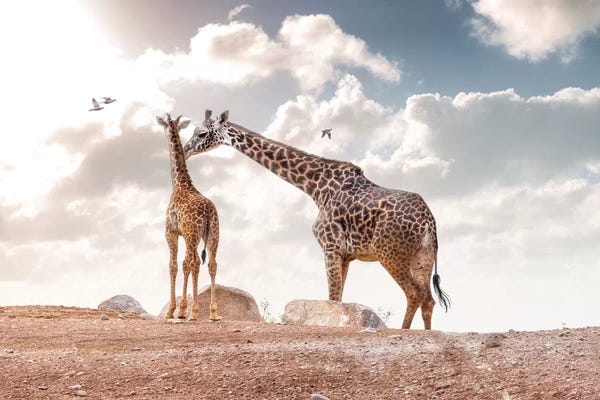 Susan Richey: Mother Showing Affection To Baby Masai Giraffe by Susan Richey