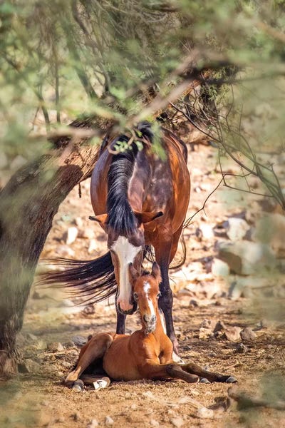 Susan Richey: Mother Wild Horse With Newborn Foal by Susan Richey