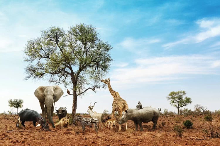 African Safari Animals Meeting Together Around Tree II