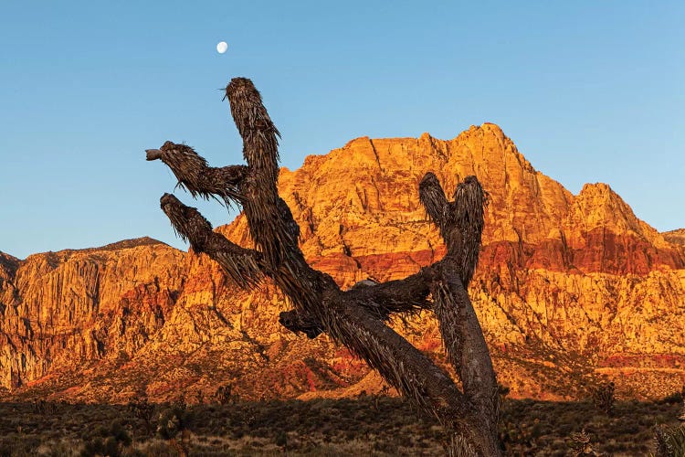 Old Joshua Tree In Red Rock Canyon
