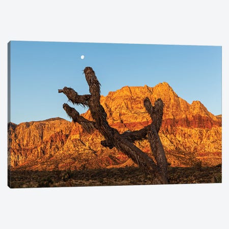 Old Joshua Tree In Red Rock Canyon Canvas Print #SMZ110} by Susan Richey Canvas Wall Art