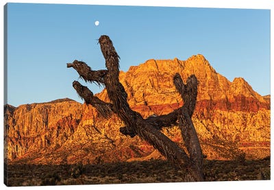 Old Joshua Tree In Red Rock Canyon Canvas Art Print - Nevada Art