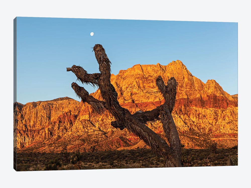 Old Joshua Tree In Red Rock Canyon by Susan Richey 1-piece Art Print