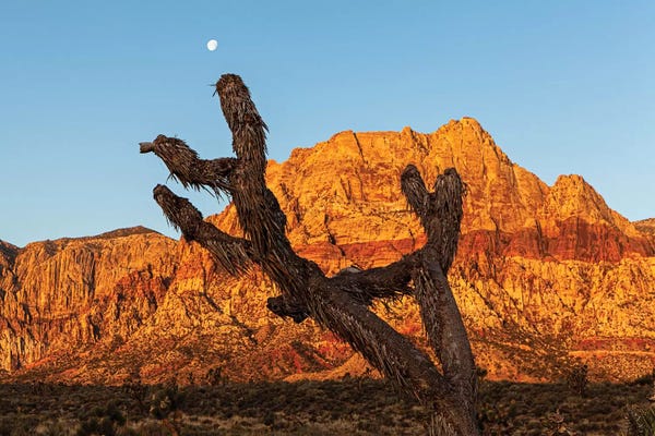 Old Joshua Tree In Red Rock Canyon
