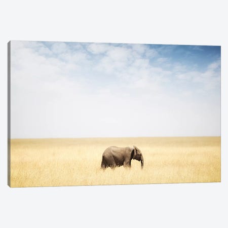 One Elephant Walking In Grass In Africa Canvas Print #SMZ111} by Susan Schmitz Canvas Wall Art
