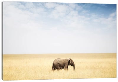One Elephant Walking In Grass In Africa Canvas Art Print - Susan Richey
