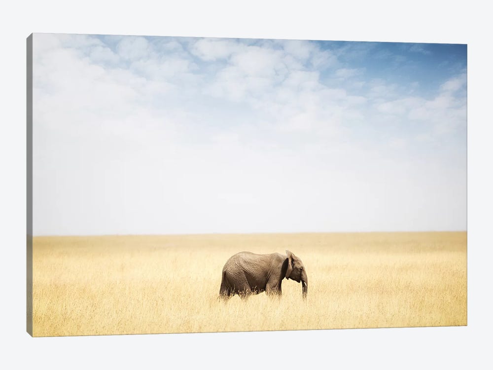 One Elephant Walking In Grass In Africa by Susan Richey 1-piece Canvas Art