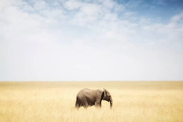Susan Richey: One Elephant Walking In Grass In Africa by Susan Richey