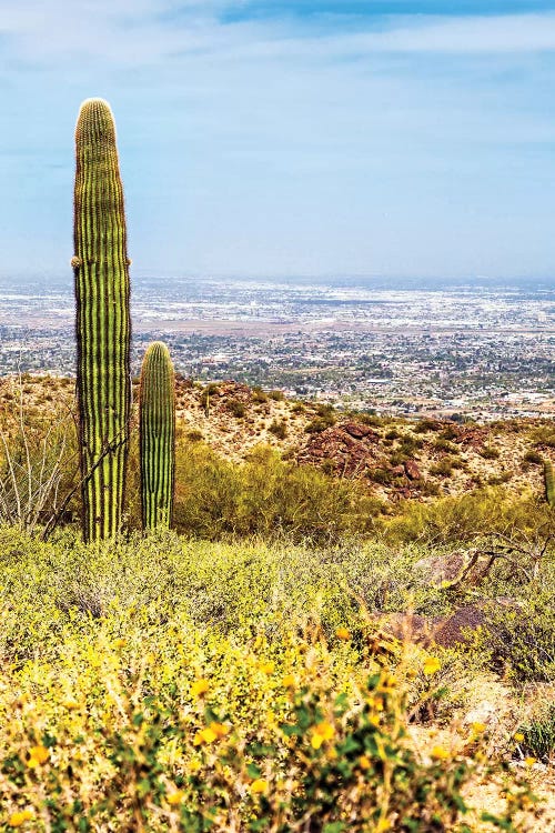 Phoenix Arizona Desert With Saguaro Cactus And Cityscape