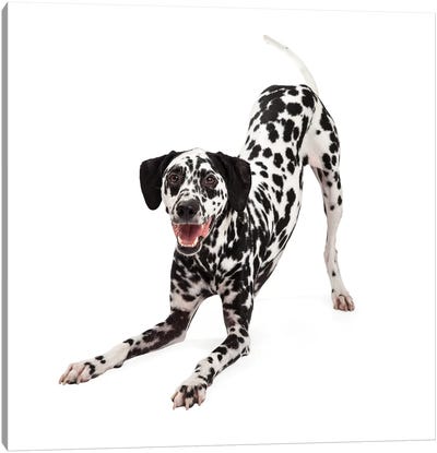 Playful Dalmatian Dog Bowing Canvas Art Print - Animal & Pet Photography