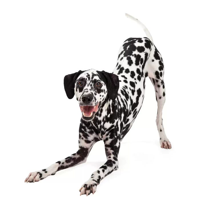 Playful Dalmatian Dog Bowing