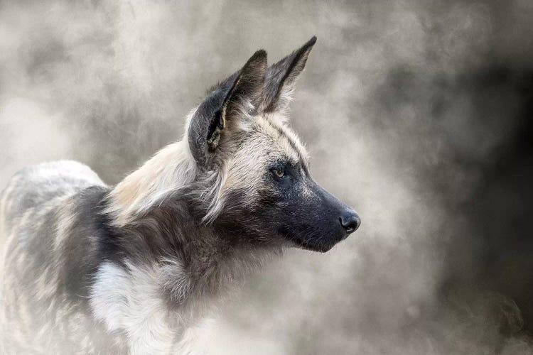 African Wild Dog In The Dust