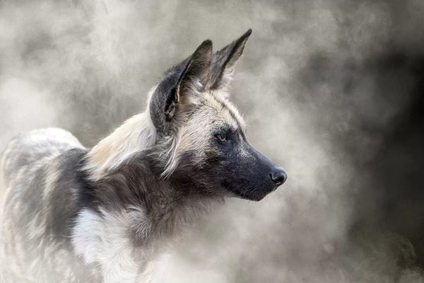 Animal Rights: African Wild Dog In The Dust by Susan Richey