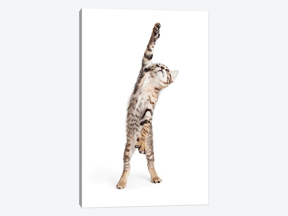 Playful Kitten Standing Reaching One Paw by Susan Richey 1-piece Canvas Wall Art