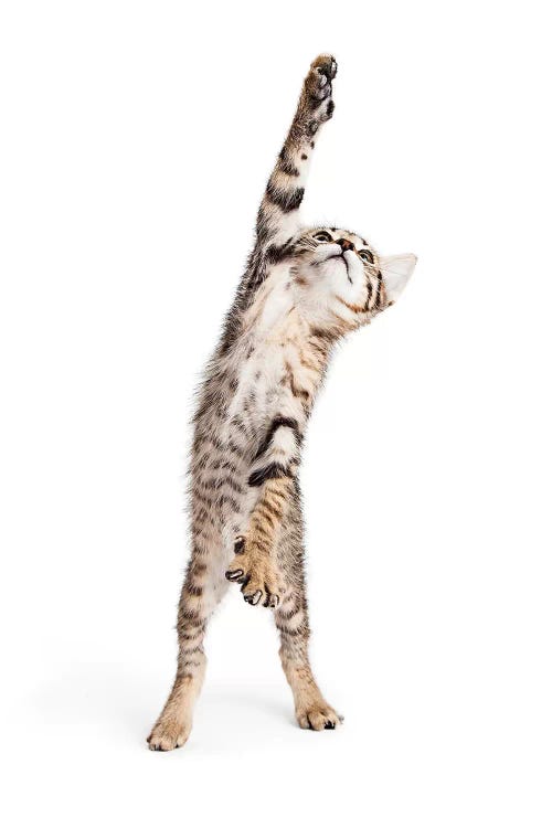 Playful Kitten Standing Reaching One Paw