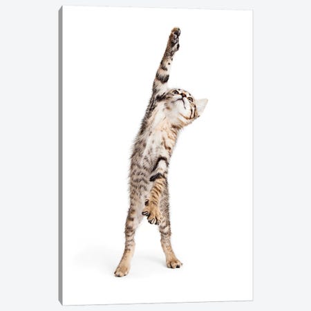 Playful Kitten Standing Reaching One Paw Canvas Print #SMZ120} by Susan Richey Canvas Print