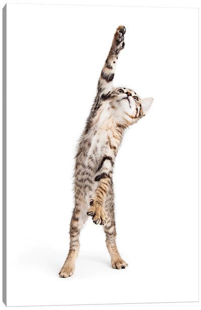 Playful Kitten Standing Reaching One Paw Canvas Art Print - Kitten Art