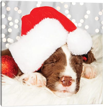 Puppy Wearing Santa Hat While Napping On Fur II Canvas Art Print - Sleeping & Napping Art