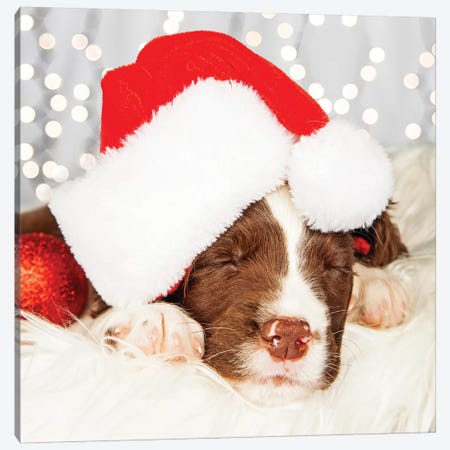 Puppy Wearing Santa Hat While Napping On Fur II Canvas Print #SMZ122} by Susan Richey Canvas Art Print