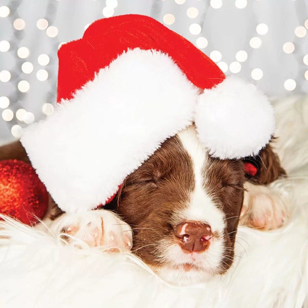 Susan Richey: Puppy Wearing Santa Hat While Napping On Fur II by Susan Richey