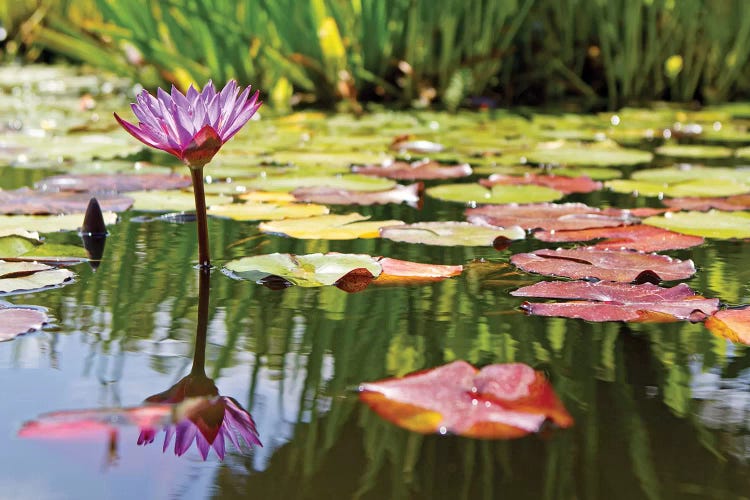Purple Water Lily by Susan Richey wall art