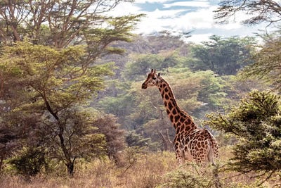Rothschild Giraffe In Lake Nakuru Kenya by Susan Richey framed canvas print