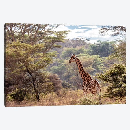 Rothschild Giraffe In Lake Nakuru Kenya Canvas Print #SMZ129} by Susan Schmitz Canvas Print