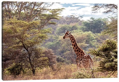Rothschild Giraffe In Lake Nakuru Kenya Canvas Art Print - Kenya