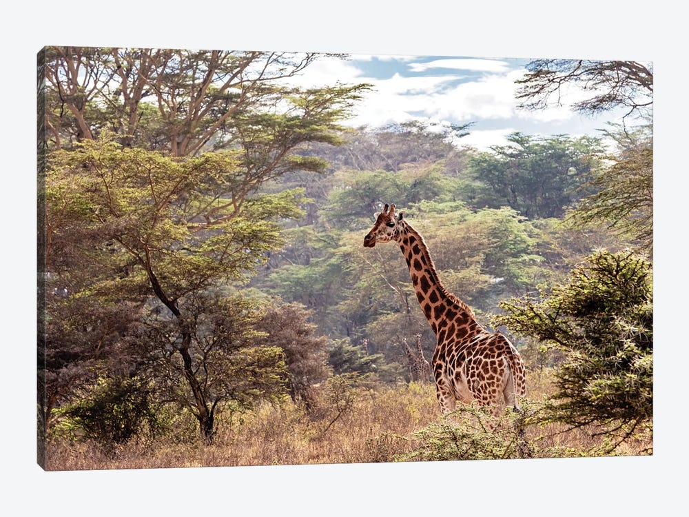 Rothschild Giraffe In Lake Nakuru Kenya by Susan Richey 1-piece Canvas Art Print