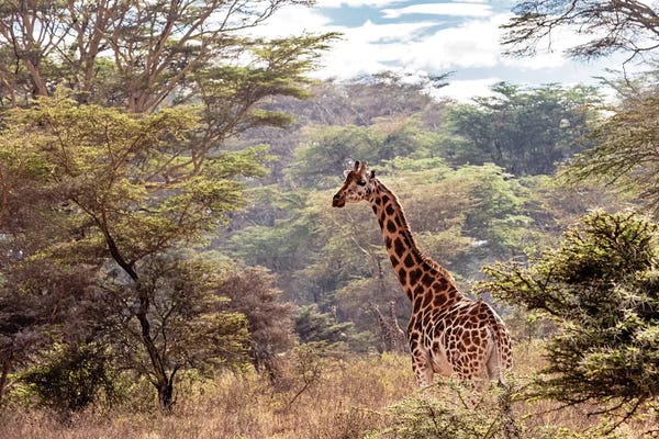 Susan Richey: Rothschild Giraffe In Lake Nakuru Kenya by Susan Richey
