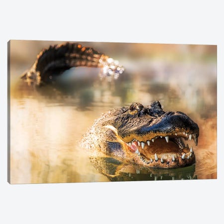 Alligator In Water With Teeth And Tail Showing Canvas Print #SMZ12} by Susan Richey Canvas Print