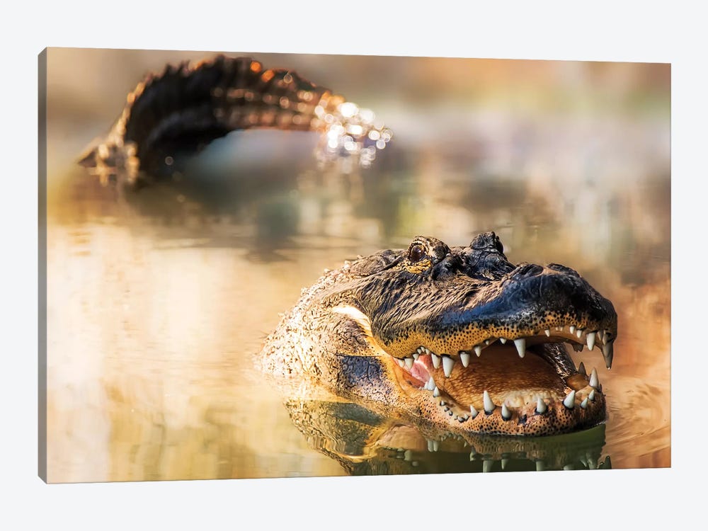 Alligator In Water With Teeth And Tail Showing by Susan Richey 1-piece Canvas Print