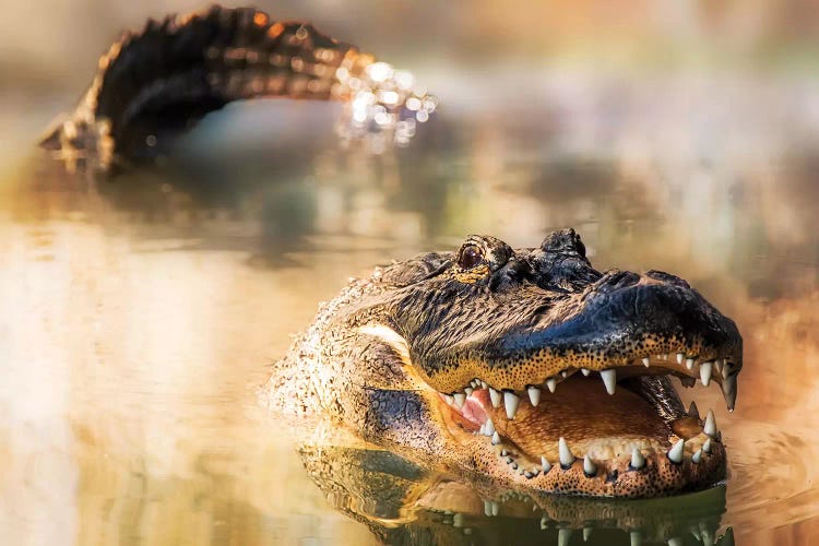 Alligator In Water With Teeth And Tail Showing