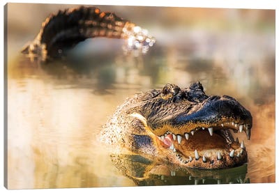 Alligator In Water With Teeth And Tail Showing Canvas Art Print - Crocodile & Alligator Art