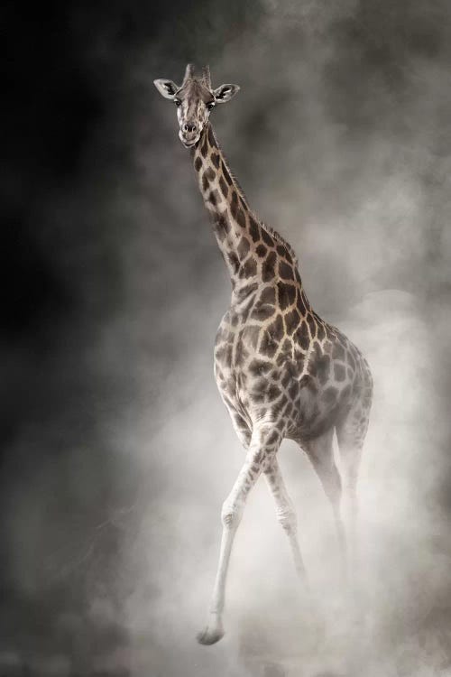 Rothschilds Giraffe In The Dust