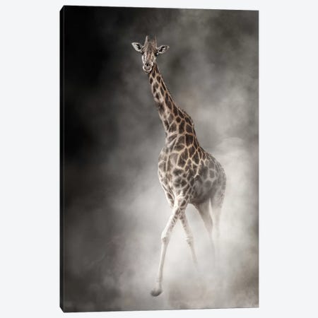 Rothschilds Giraffe In The Dust Canvas Print #SMZ130} by Susan Richey Canvas Wall Art
