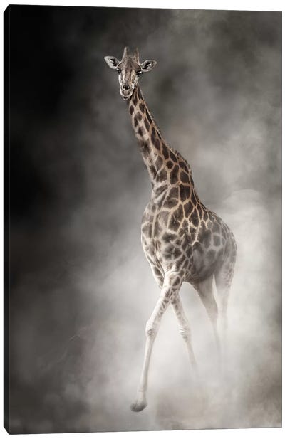 Rothschilds Giraffe In The Dust Canvas Art Print - Giraffe Art