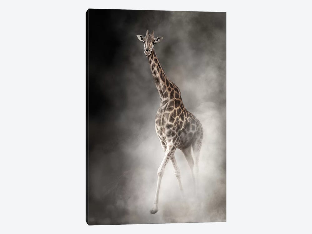 Rothschilds Giraffe In The Dust by Susan Richey 1-piece Canvas Art Print