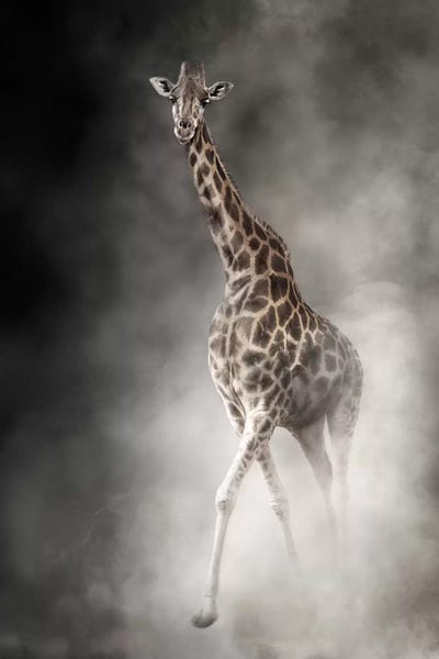 Giraffes: Rothschilds Giraffe In The Dust by Susan Richey