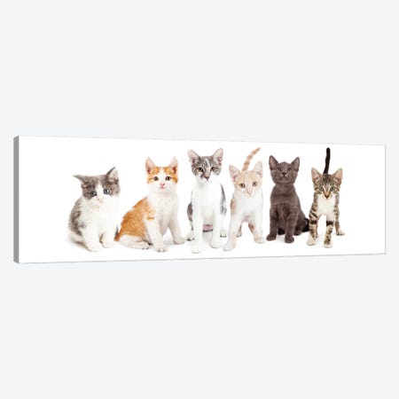 Row Of Cute Kittens Together Canvas Print #SMZ131} by Susan Richey Canvas Artwork