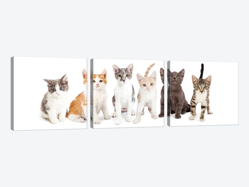 Row Of Cute Kittens Together by Susan Richey 3-piece Canvas Artwork