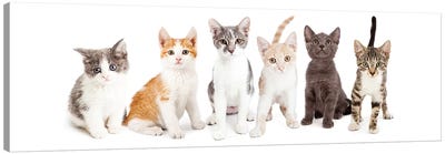 Row Of Cute Kittens Together Canvas Art Print - Kitten Art